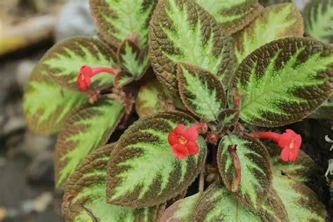 fireviolet|How to Grow and Care for Episcia Cupreata: The Vibrant Flame。